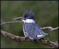 15SB0149 belted kingfisher